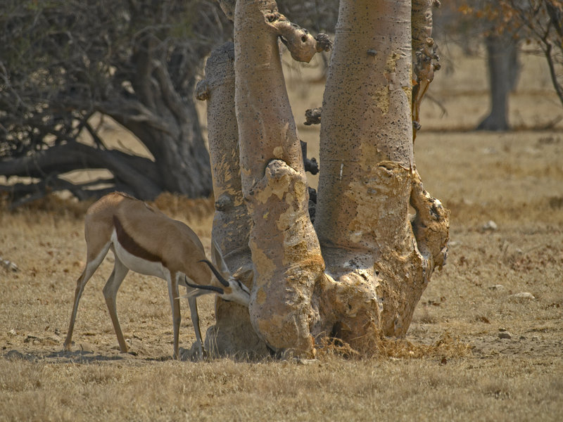 Okaukuejo, Springbok, Moringa